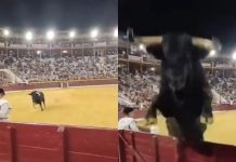 Ισπανία: Απόλυτος τρόμος σε ταυρομαχία – Ταύρος όρμησε προς τους θεατές μετά από ελιγμό του ματαντόρ
