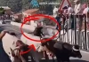 Ταύρος σκότωσε 64χρονη σε φεστιβάλ στην Ισπανία, βίντεο από την στιγμή της επίθεσης