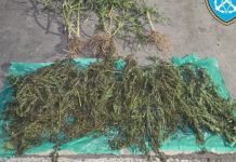 Μεγάλη επιχείρηση στα Χάνια Πηλίου: Εντοπίστηκαν δενδρύλλια και 6,4 κιλά κάνναβης Μεγάλη επιχείρηση στα Χάνια Πηλίου: Εντοπίστηκαν δενδρύλλια και 6,4 κιλά κάνναβης