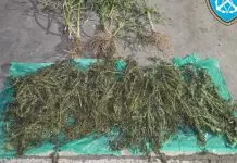 Μεγάλη επιχείρηση στα Χάνια Πηλίου: Εντοπίστηκαν δενδρύλλια και 6,4 κιλά κάνναβης