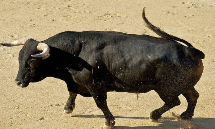 Ισπανία: Ταύρος τα «βάζει» με σταθμευμένο όχημα και το διαλύει μέσα σε λίγα δευτερόλεπτα (VIDEO)