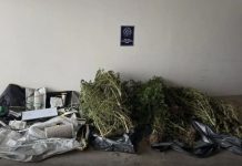 Κάλαμος: Είχαν στήσει εργοστάσιο κάνναβης στην αυλή σπιτιού - Συνελήφθησαν τρία άτομα