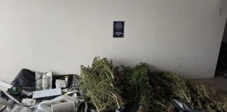 Κάλαμος: Είχαν στήσει εργοστάσιο κάνναβης στην αυλή σπιτιού - Συνελήφθησαν τρία άτομα