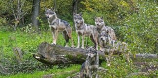 Γερμανία: Λύκοι κατασπάραξαν 8χρονη σε ζωολογικό κήπο – Σε κρίσιμη κατάσταση το παιδί Γερμανία: Λύκοι κατασπάραξαν 8χρονη σε ζωολογικό κήπο - Σε κρίσιμη κατάσταση το παιδί