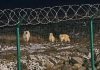 Ρωσία: Εξαγριωμένη πολική αρκούδα κατακρεούργησε 23χρονο σε αρκτικό σταθμό πετρελαίου Ρωσία: Εξαγριωμένη πολική αρκούδα κατακρεούργησε 23χρονο σε αρκτικό σταθμό πετρελαίου