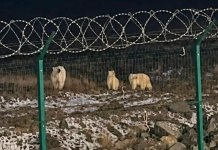 Ρωσία: Εξαγριωμένη πολική αρκούδα κατακρεούργησε 23χρονο σε αρκτικό σταθμό πετρελαίου Ρωσία: Εξαγριωμένη πολική αρκούδα κατακρεούργησε 23χρονο σε αρκτικό σταθμό πετρελαίου