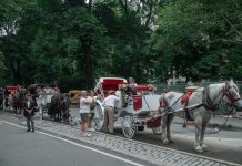 Νέα Υόρκη: Τελευταία βόλτα για τις εμβληματικές άμαξες στο Σέντραλ Παρκ