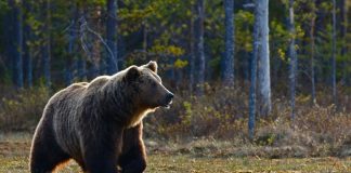 Ρωσία: 15χρονος σώθηκε από τα δαγκώματα αρκούδας όταν εξερράγη το κινητό του