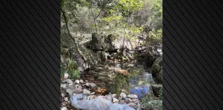 Πέντε Τούρκοι συνελήφθησαν στα Εξάρχεια για καλλιέργεια κάνναβης στη Μεσσηνία, πάνω από 200.000 ευρώ το παράνομο όφελος