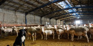 Καθεστως οροεπιτηρησης απο ΕΕ Ευλογιά: Κίνδυνος απαγόρευσης εξαγωγών γαλακτοκομικών!