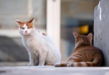Βιετνάμ: Έκλεψαν 2.700 γάτες για να πουλήσουν το κρέας τους – 12 συλλήψεις