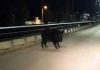 Αγριογούρουνο εμφανίστηκε σε κεντρική λεωφόρο των Ιωαννίνων