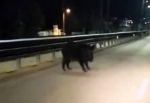 Αγριογούρουνο εμφανίστηκε σε κεντρική λεωφόρο των Ιωαννίνων