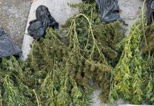 Συνελήφθη καθηγητής με περισσότερα από 10 κιλά κάνναβης στο σπίτι του: Αφέθηκε ελεύθερος με περιοριστικούς όρους