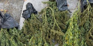 Συνελήφθη καθηγητής με περισσότερα από 10 κιλά κάνναβης στο σπίτι του: Αφέθηκε ελεύθερος με περιοριστικούς όρους