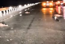 Λάρισα: Σύγκρουση αυτοκινήτου με κοπάδι αγριογούρουνων Λάρισα: Σύγκρουση αυτοκινήτου με κοπάδι αγριογούρουνων
