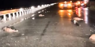 Λάρισα: Σύγκρουση αυτοκινήτου με κοπάδι αγριογούρουνων Λάρισα: Σύγκρουση αυτοκινήτου με κοπάδι αγριογούρουνων