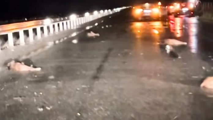 Λάρισα: Σύγκρουση αυτοκινήτου με κοπάδι αγριογούρουνων Λάρισα: Σύγκρουση αυτοκινήτου με κοπάδι αγριογούρουνων