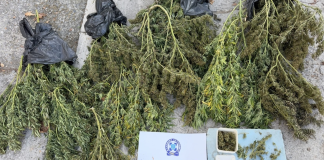 Συνελήφθη 63χρονος στη Θεσσαλονίκη για κατοχή κάνναβης βάρους άνω των 12 κιλών Συνελήφθη 63χρονος στη Θεσσαλονίκη για κατοχή κάνναβης βάρους άνω των 12 κιλών