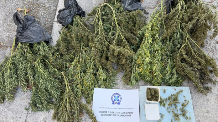 Συνελήφθη 63χρονος στη Θεσσαλονίκη για κατοχή κάνναβης βάρους άνω των 12 κιλών Συνελήφθη 63χρονος στη Θεσσαλονίκη για κατοχή κάνναβης βάρους άνω των 12 κιλών