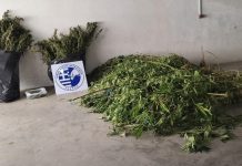 Σέρρες: Πάνω από 17 κιλά ναρκωτικών ξετρύπωσε ο αστυνομικός σκύλος “Roxy” – Μία σύλληψη