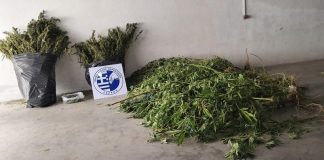Σέρρες: Πάνω από 17 κιλά ναρκωτικών ξετρύπωσε ο αστυνομικός σκύλος “Roxy” – Μία σύλληψη Σέρρες: Πάνω από 17 κιλά ναρκωτικών ξετρύπωσε ο αστυνομικός σκύλος “Roxy” – Μία σύλληψη