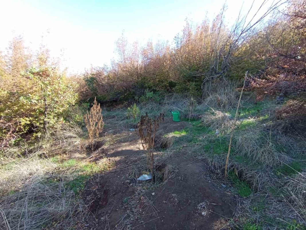 pella-dendrillia-2810 Πέλλα: Τσάκωσαν άνδρα με τσιγάρα κάνναβης – Είχε δεκάδες συσκευασίες με χασίς στο σπίτι του, καλλιεργούσε και δενδρύλλια