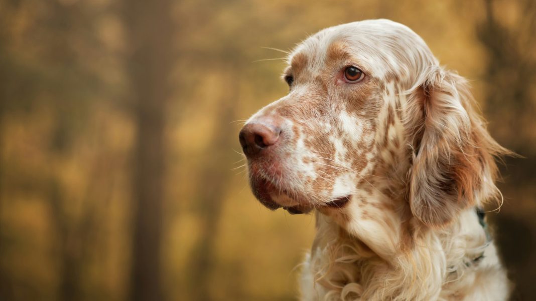 setter-lukasz-rawa-bqfIyMCLlA8-unsplash Πάτρα: Πέντε χρόνια κάθειρξη σε ζευγάρι που βασάνισε σκύλο – Του έκοψαν την ουρά και τον έβαψαν