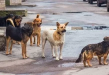 Βόλος: Αδέσποτα τρομοκρατούν μια ολόκληρη συνοικία – Η διπλή επίθεση που προκάλεσε οργή Βόλος: Αδέσποτα τρομοκρατούν μια ολόκληρη συνοικία – Η διπλή επίθεση που προκάλεσε οργή