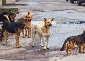Βόλος: Αδέσποτα τρομοκρατούν μια ολόκληρη συνοικία – Η διπλή επίθεση που προκάλεσε οργή