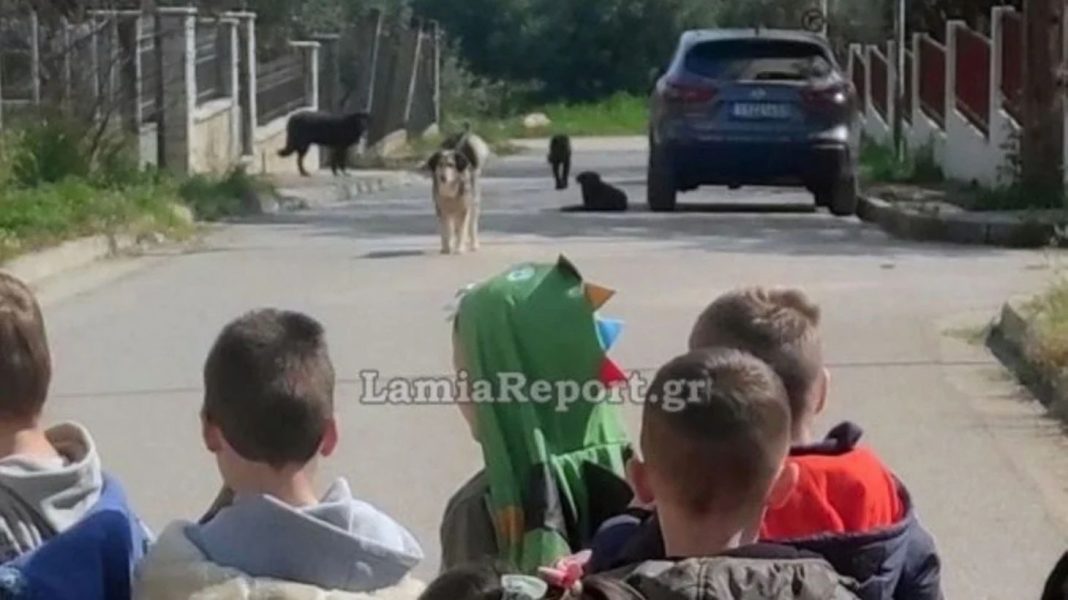 Λαμία: Επίθεση σκύλου έξω από νηπιαγωγείο – Μητέρα μεταφέρθηκε στο νοσοκομείο