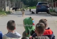 Λαμία: Επίθεση σκύλου έξω από νηπιαγωγείο – Μητέρα μεταφέρθηκε στο νοσοκομείο