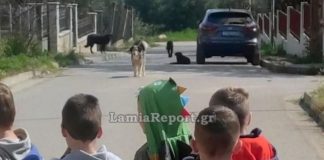 Λαμία: Επίθεση σκύλου έξω από νηπιαγωγείο – Μητέρα μεταφέρθηκε στο νοσοκομείο