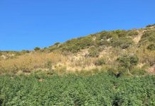 Φυτεία με 812 δενδρύλλια κάνναβης βρέθηκε κρυμμένη μέσα σε δάσος στη Λάρισα, πάνω από 800.000 ευρώ το προσδοκώμενο όφελος! Συνελήφθη 34χρονος (VIDEO) Φυτεία με 812 δενδρύλλια κάνναβης βρέθηκε κρυμμένη μέσα σε δάσος στη Λάρισα, πάνω από 800.000 ευρώ το προσδοκώμενο…