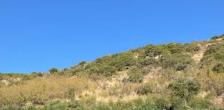Φυτεία με 812 δενδρύλλια κάνναβης βρέθηκε κρυμμένη μέσα σε δάσος στη Λάρισα, πάνω από 800.000 ευρώ το προσδοκώμενο όφελος! Συνελήφθη 34χρονος (VIDEO) Φυτεία με 812 δενδρύλλια κάνναβης βρέθηκε κρυμμένη μέσα σε δάσος στη Λάρισα, πάνω από 800.000 ευρώ το προσδοκώμενο…